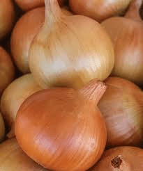 500+ Patterson Onion Seeds – High Yield, USA Grown – for Your Garden - Rustic Threads Farm