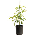 Hass Avocado Tree