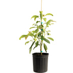 Hass Avocado Tree