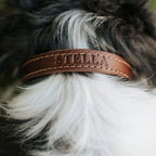 Leather Dog Collar - Designer
