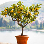 Meyer Lemon Tree (FL)
