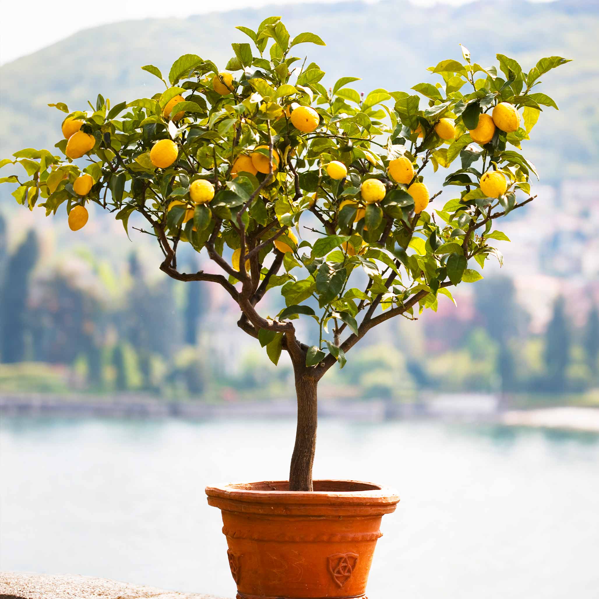 Meyer Lemon Tree (FL)