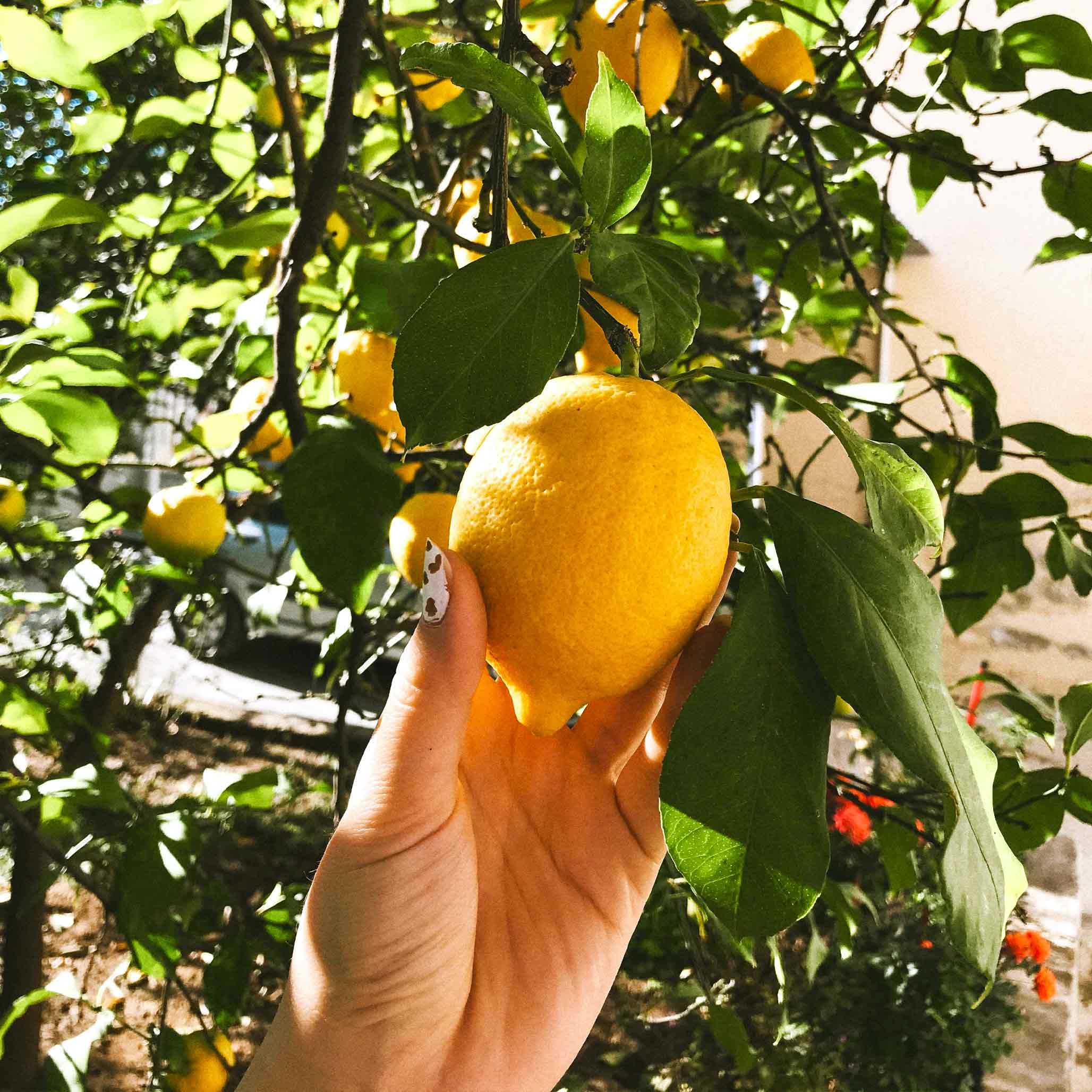 Meyer Lemon Tree (FL)