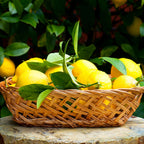 Meyer Lemon Tree (FL)