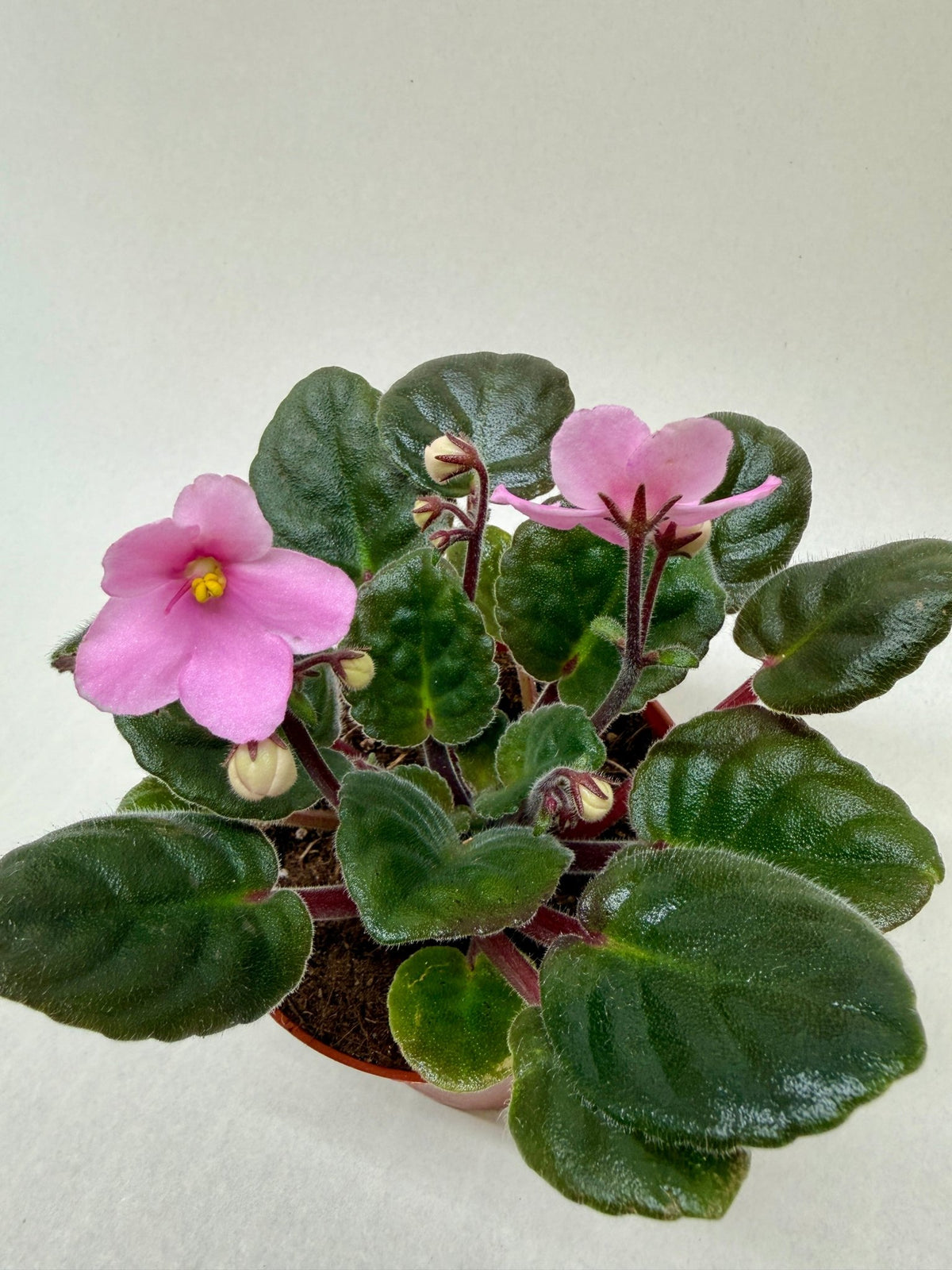 African Violet 'Pink' - Rustic Threads Farm