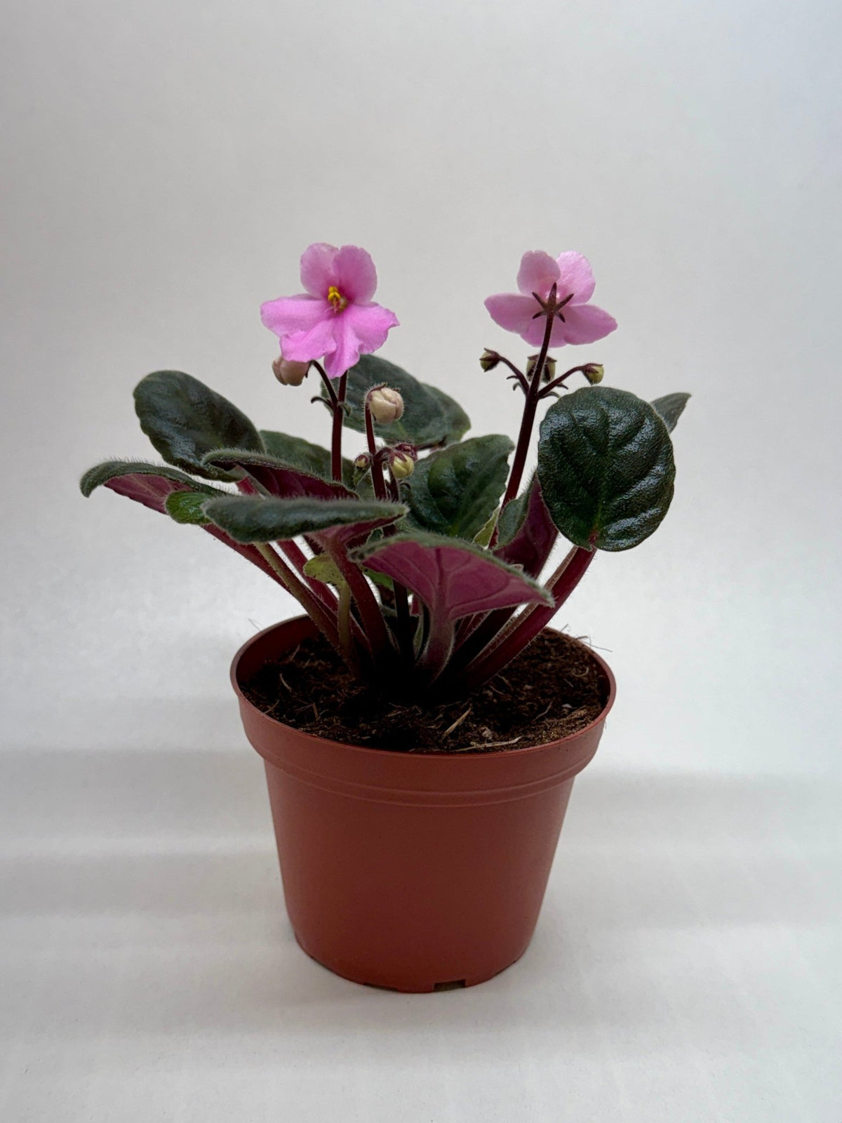 African Violet 'Pink' - Rustic Threads Farm