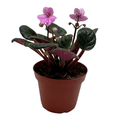 African Violet 'Pink' - Rustic Threads Farm