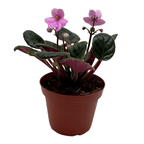 African Violet 'Pink' - Rustic Threads Farm