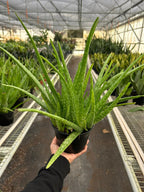Aloe Vera - Rustic Threads Farm