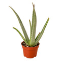Aloe Vera - Rustic Threads Farm