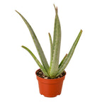 Aloe Vera - Rustic Threads Farm