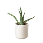 Aloe Vera - Rustic Threads Farm