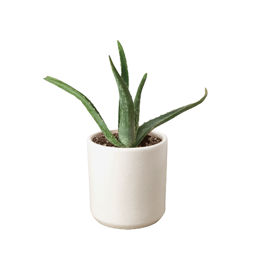 Aloe Vera - Rustic Threads Farm