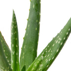 Aloe Vera - Rustic Threads Farm