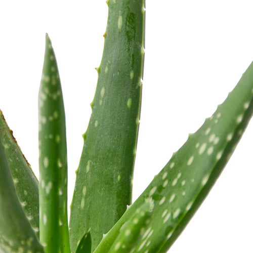 Aloe Vera - Rustic Threads Farm