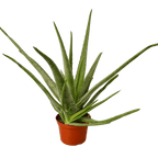 Aloe Vera - Rustic Threads Farm