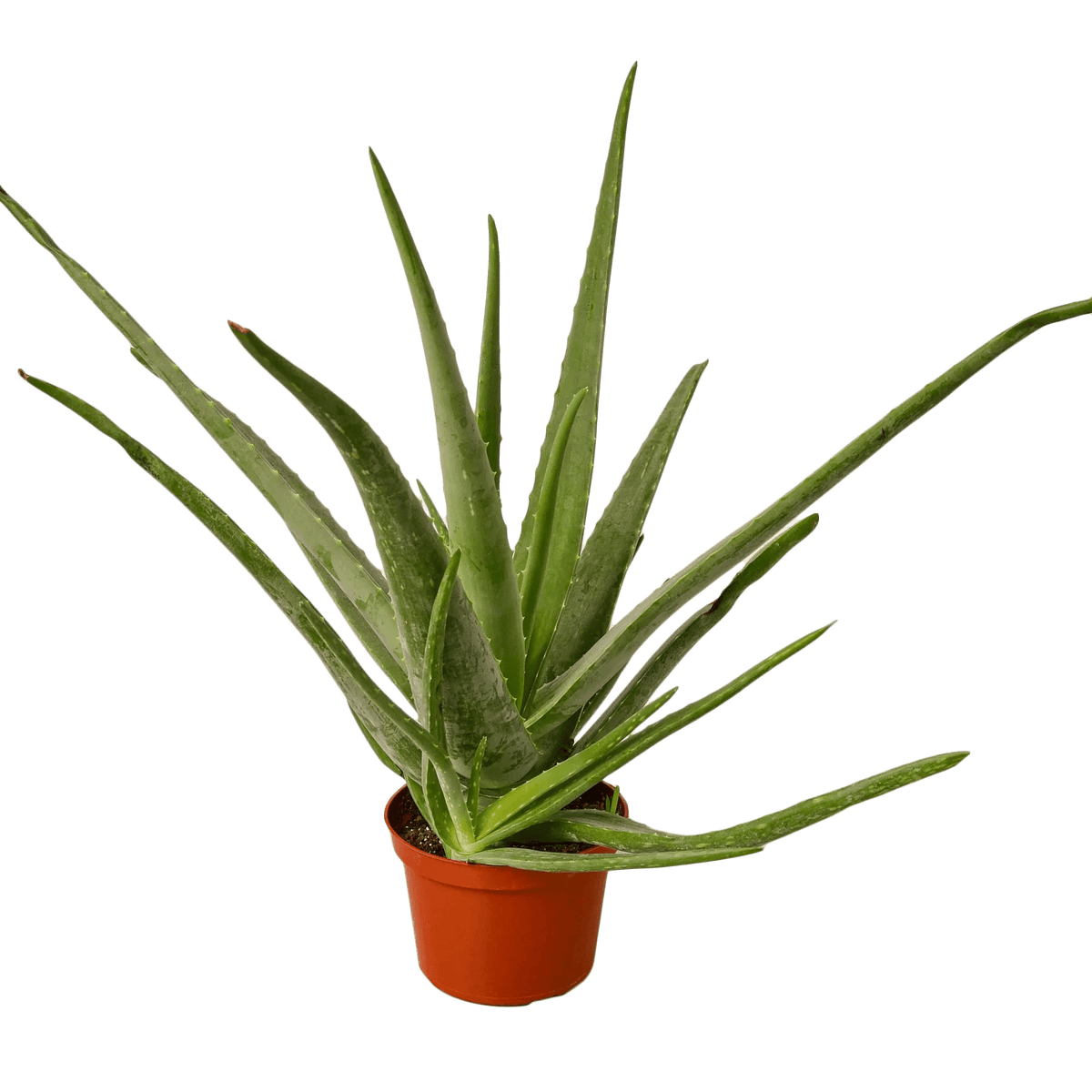 Aloe Vera - Rustic Threads Farm