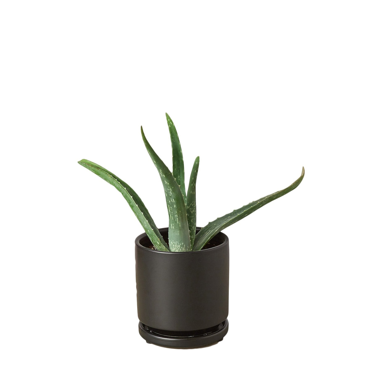 Aloe Vera - Rustic Threads Farm