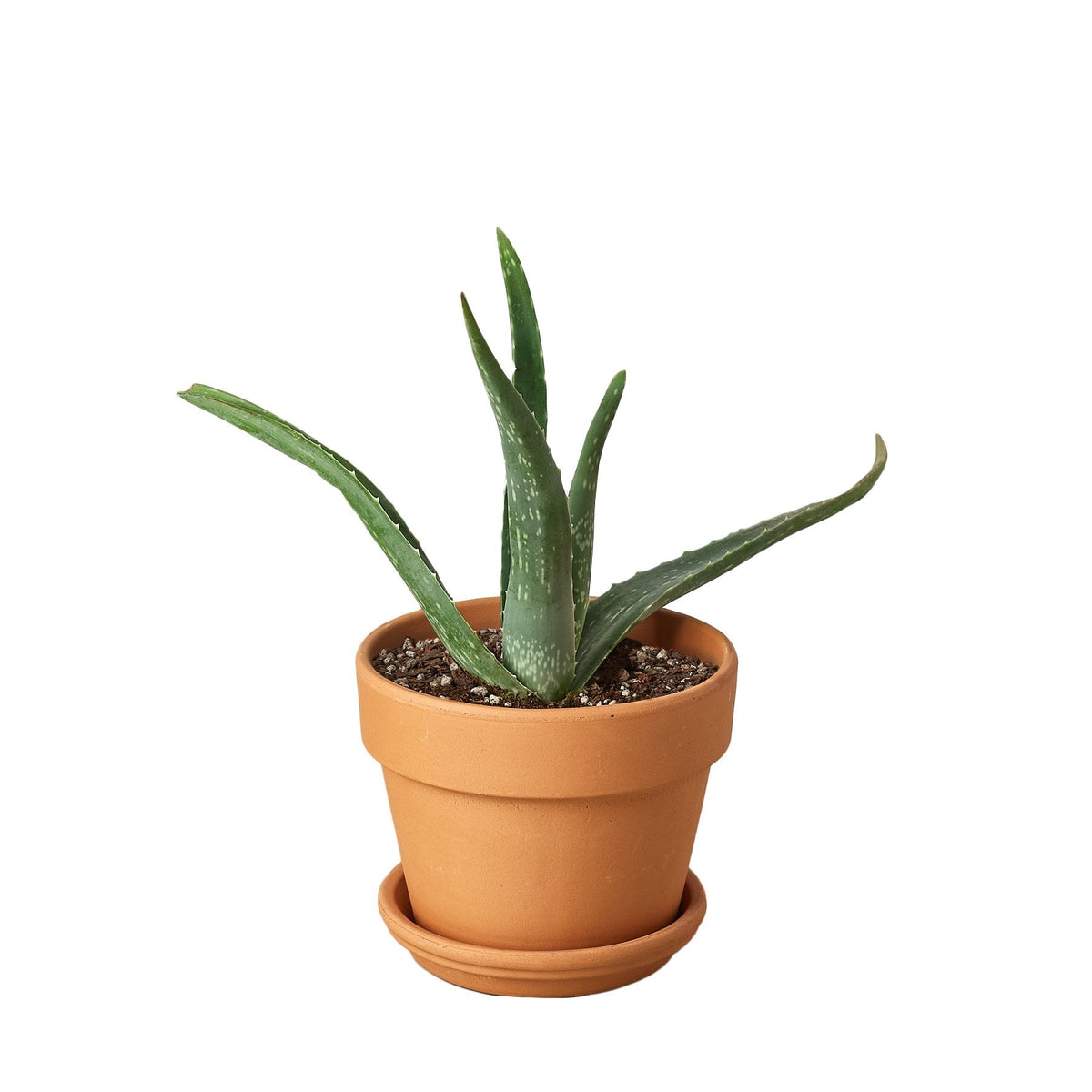 Aloe Vera - Rustic Threads Farm