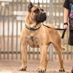 BESTIA DOG SPORT COLLAR - Rustic Threads Farm