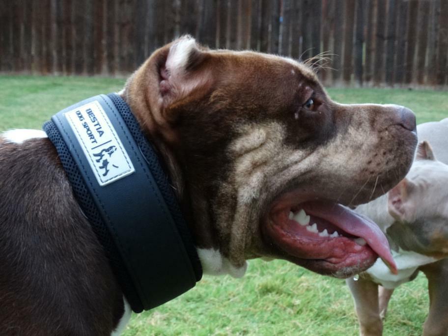 BESTIA DOG SPORT COLLAR - Rustic Threads Farm