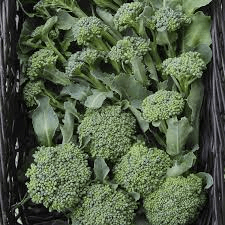 Broccoli Di Cicco 1 Gram Seeds - Heirloom Non-GMO Variety - Tender, Sweet, High-Yield Broccoli for Fresh Eating, Steaming, & Stir-Fries - Rustic Threads Farm