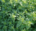 Common Oregano Seeds - Heirloom, Non-GMO, Perennial Herb, 10-24in Tall, USDA Zones 4-9, Full Sun, Culinary Herb, - Rustic Threads Farm