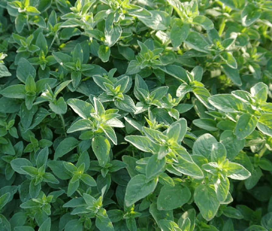 Common Oregano Seeds - Heirloom, Non-GMO, Perennial Herb, 10-24in Tall, USDA Zones 4-9, Full Sun, Culinary Herb, - Rustic Threads Farm
