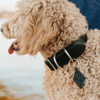 Leather Dog Collar - Designer