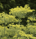Dukat Dill Seeds | 500 Seeds | Heirloom, Non-GMO | Sweet & Aromatic | 2-4 ft Tall | USDA Zones 3-9 | - Rustic Threads Farm