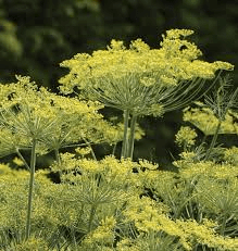 Dukat Dill Seeds | 500 Seeds | Heirloom, Non-GMO | Sweet & Aromatic | 2-4 ft Tall | USDA Zones 3-9 | - Rustic Threads Farm