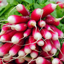 French Breakfast Radish Seeds | Non-GMO | 200 Seeds | Scarlet Roots with White Tips | Fast Growing | USDA Zones 3-10 | - Rustic Threads Farm