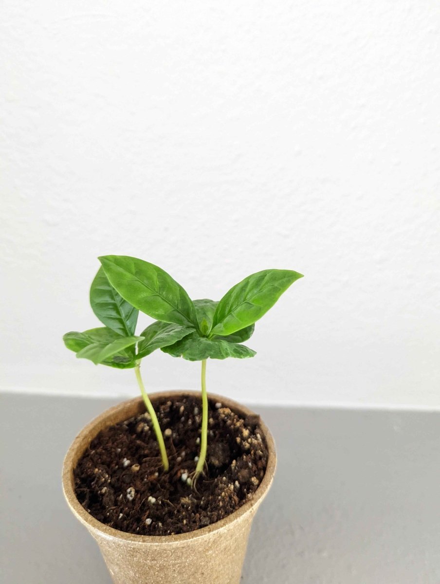 Grow a Coffee Plant Seed Kit - Rustic Threads Farm