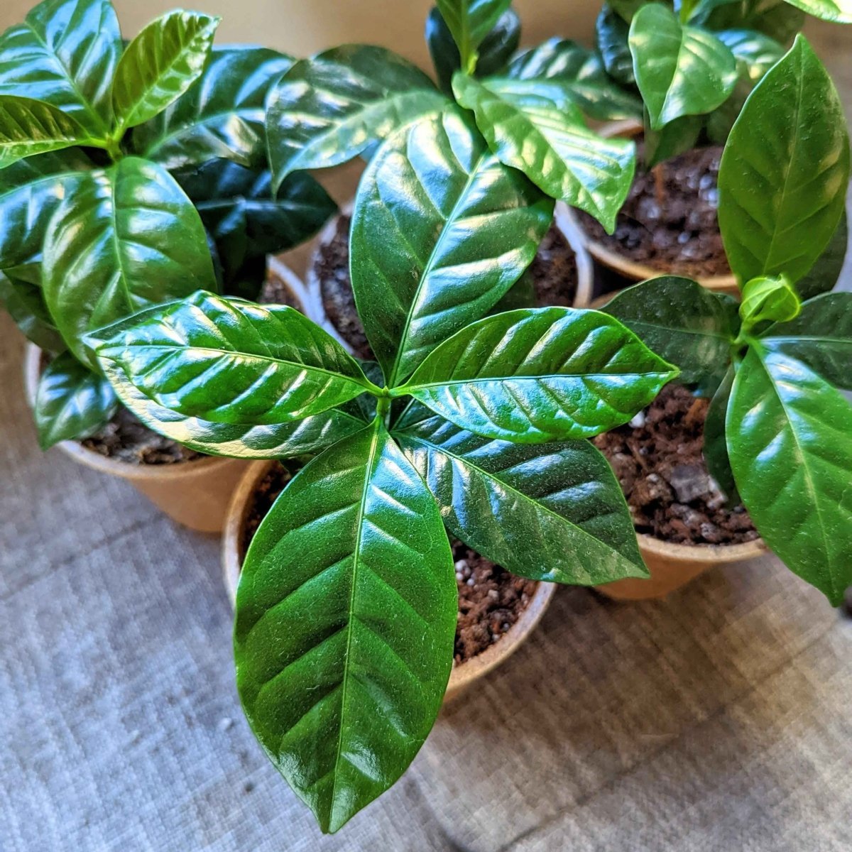 Grow a Coffee Plant Seed Kit - Rustic Threads Farm