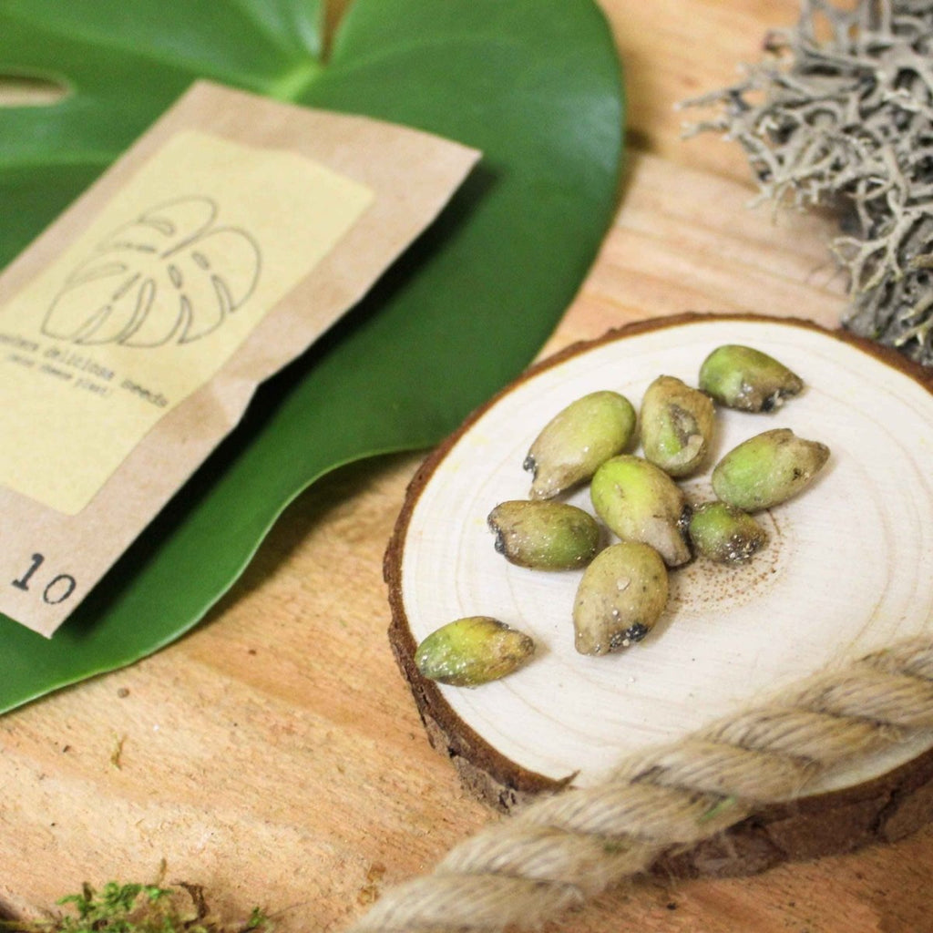 Grow a Monstera Seed Kit - Rustic Threads Farm