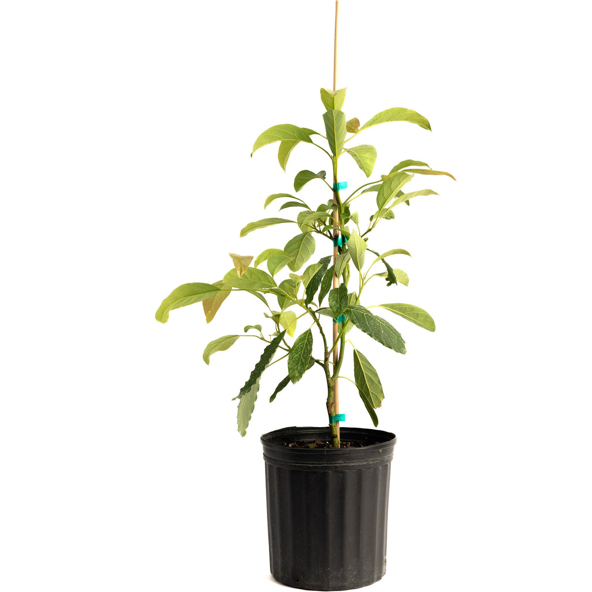 Hass Avocado Tree - Rustic Threads Farm