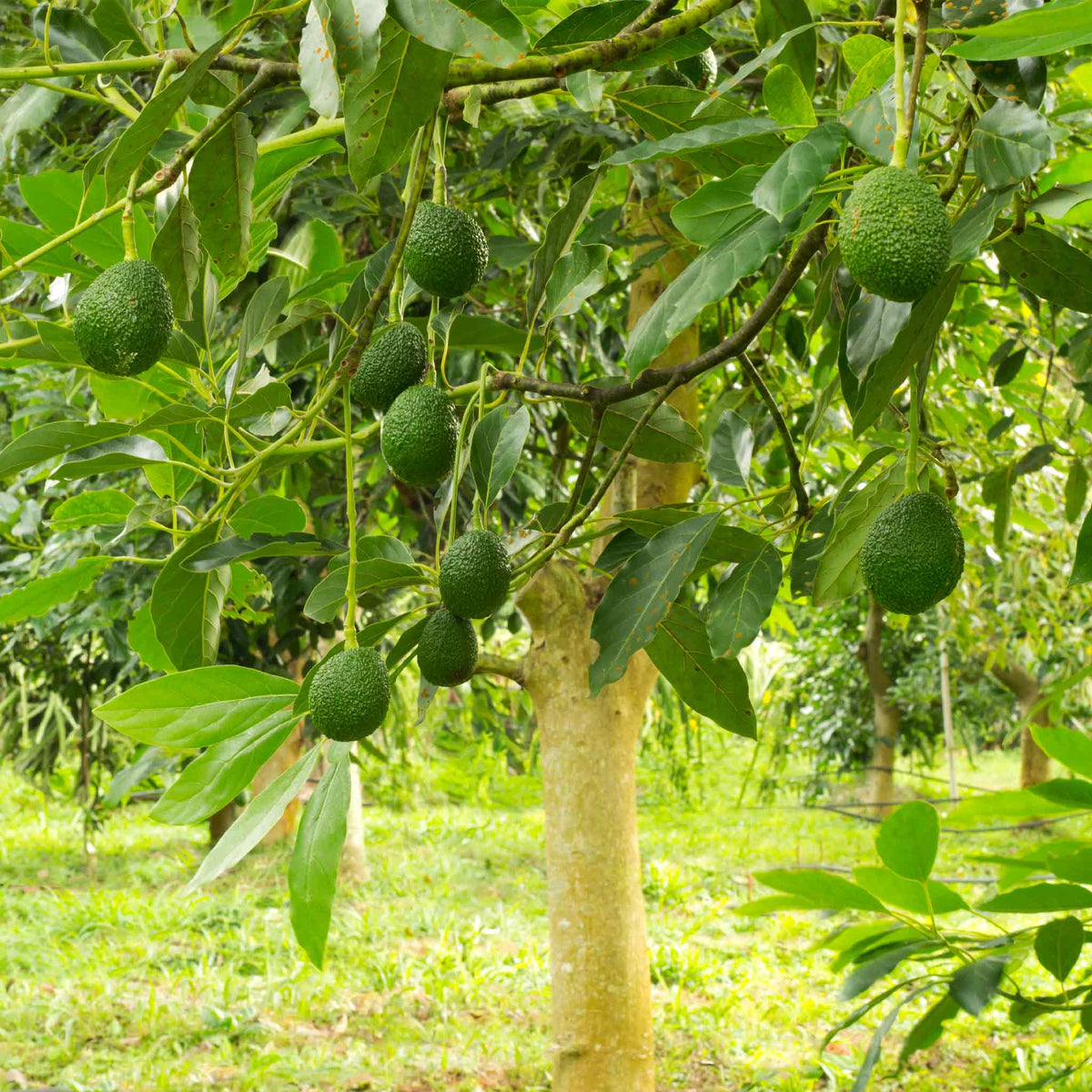 Hass Avocado Tree - Rustic Threads Farm