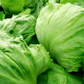 Iceberg Lettuce Seeds | Non-GMO | 400 Seeds | Crisp & Mild Lettuce | Classic Heirloom Variety | USDA Zones 2-10 | - Rustic Threads Farm