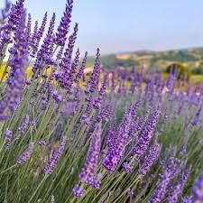 Italian Lavender Seeds | Heirloom - Non-GMO | 50 Seeds | Lavandula angustifolia | Full Sun | USDA Zones 5-9 | - Rustic Threads Farm