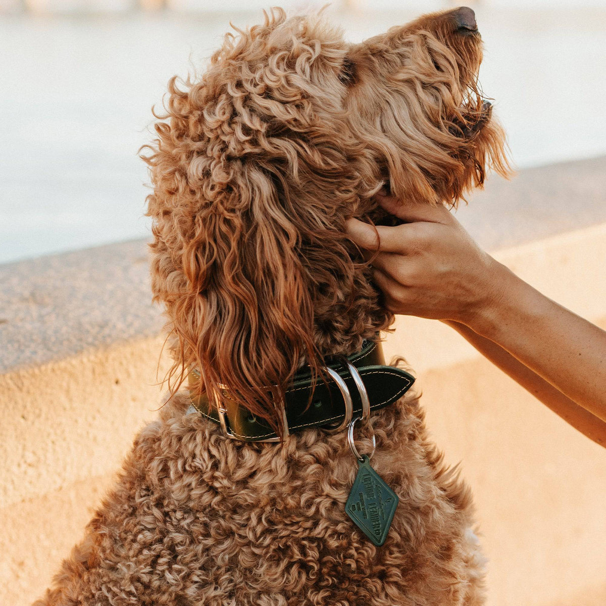 Leather Dog Collar - Designer - Rustic Threads Farm