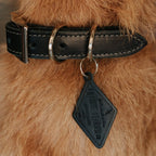 Leather Dog Collar - Designer - Rustic Threads Farm