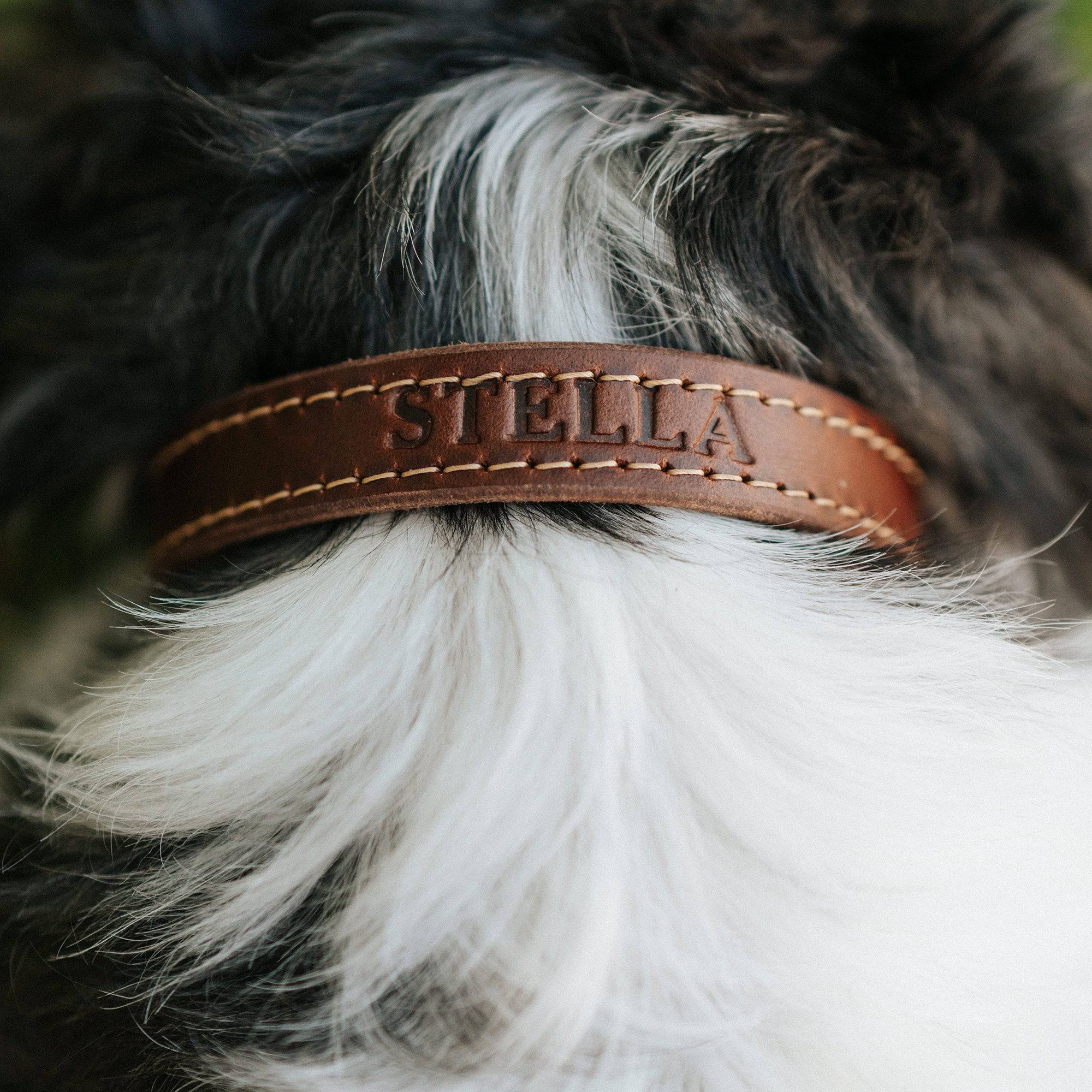 Leather Dog Collar - Designer - Rustic Threads Farm