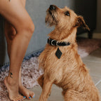 Leather Dog Collar - Designer - Rustic Threads Farm