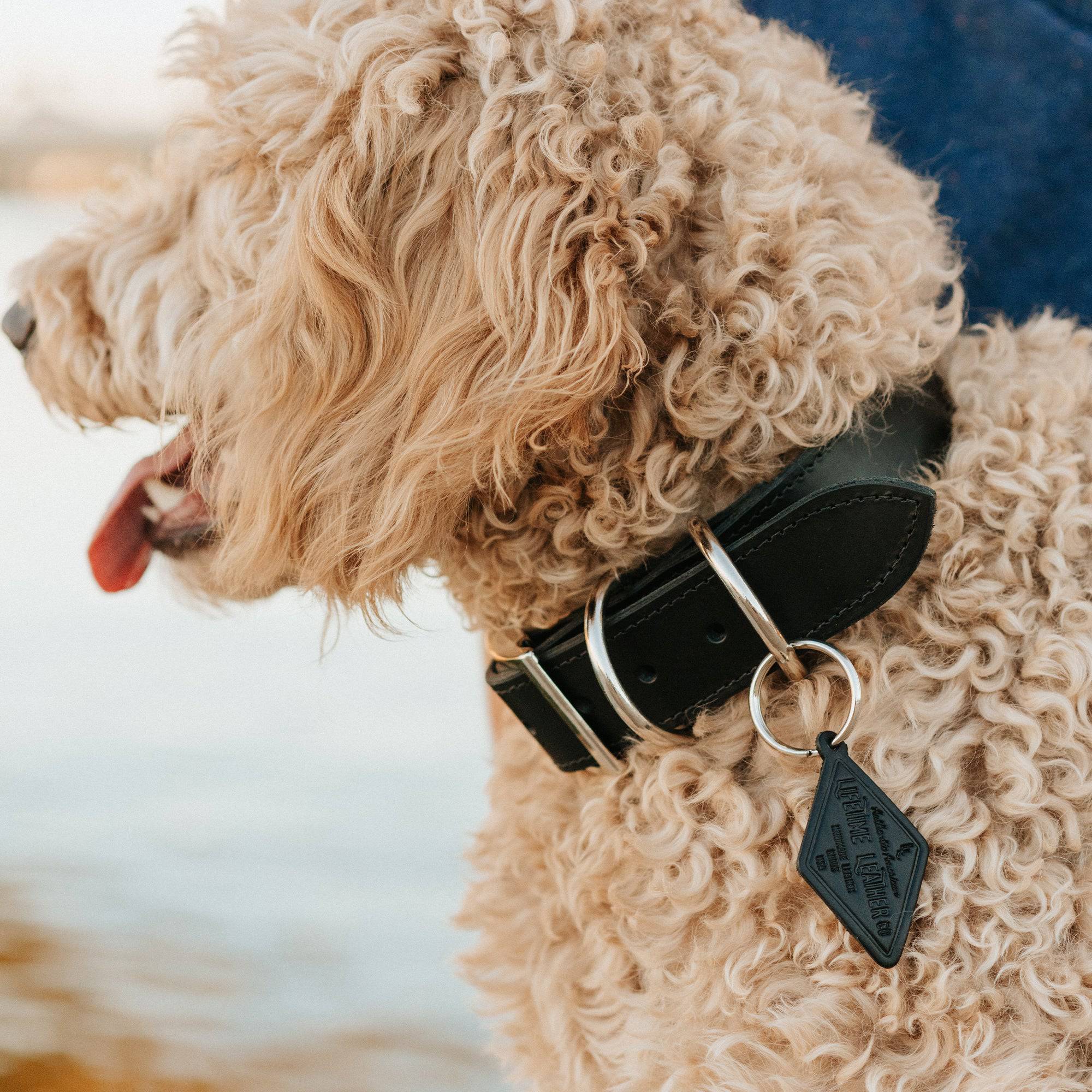 Leather Dog Collar - Designer - Rustic Threads Farm