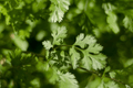Leisure Cilantro Seeds | Heirloom - Non-GMO | 125 Seeds | Slow to Bolt | Culinary Herb | USDA Zones 3-9 | - Rustic Threads Farm
