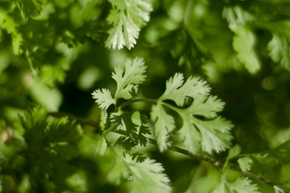 Leisure Cilantro Seeds | Heirloom - Non-GMO | 125 Seeds | Slow to Bolt | Culinary Herb | USDA Zones 3-9 | - Rustic Threads Farm