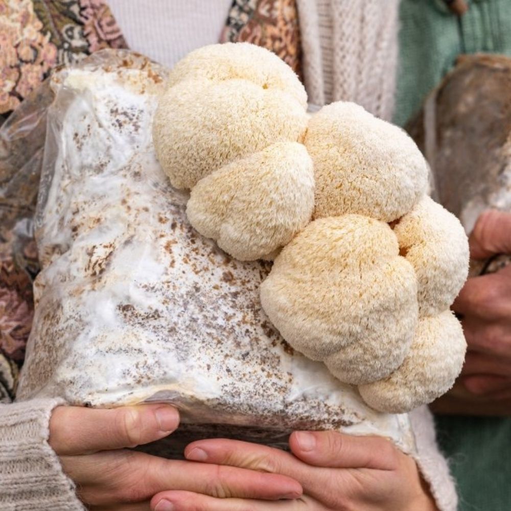 Lion's Mane Mushroom Grow Kit Fruiting Block - 5 LBS - Rustic Threads Farm