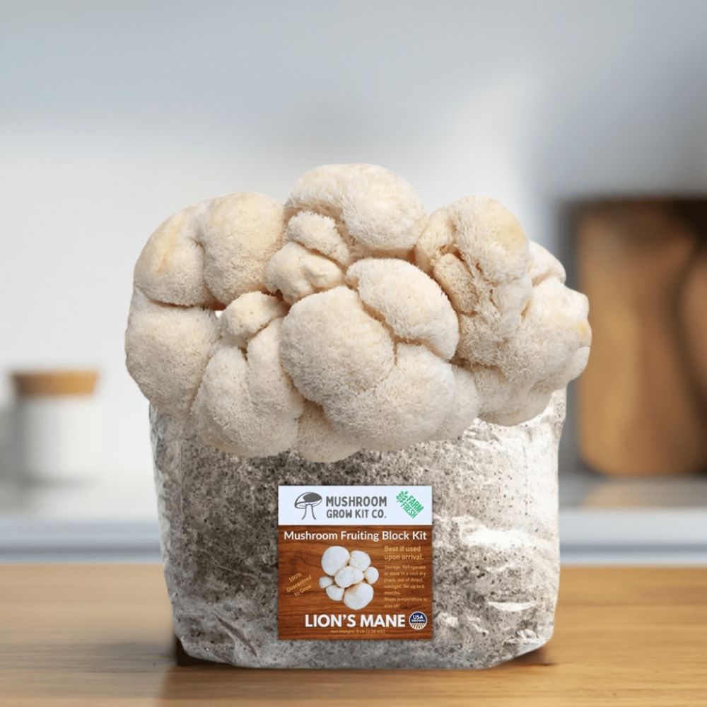 Lion's Mane Mushroom Grow Kit Fruiting Block - 5 LBS - Rustic Threads Farm