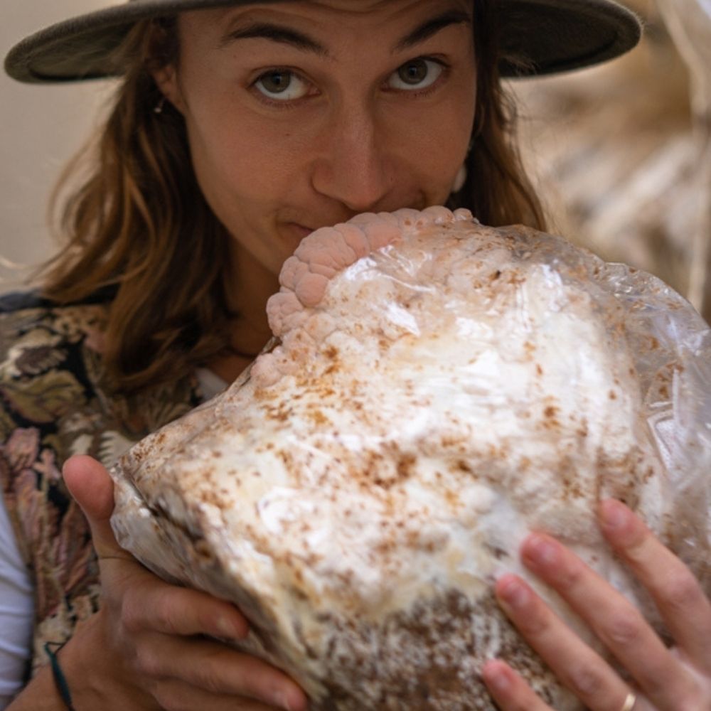 Lion's Mane Mushroom Grow Kit Fruiting Block - 5 LBS - Rustic Threads Farm