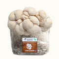 Lion's Mane Mushroom Grow Kit Fruiting Block - 5 LBS - Rustic Threads Farm